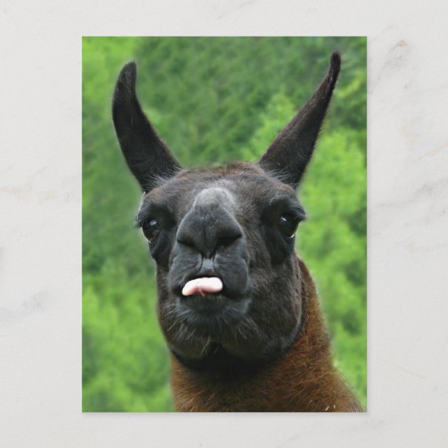 Cartão Postal Llama Sticks Out Tongue at YOU! (Frente)