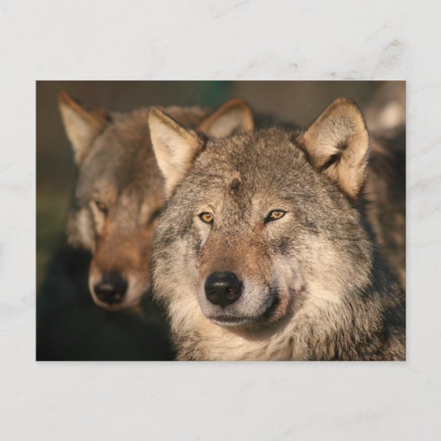 Cartão Postal lobo (Frente)