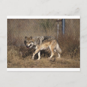 Cartão Postal Lobo