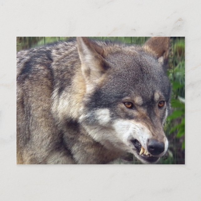 Cartão Postal Lobo (Frente)