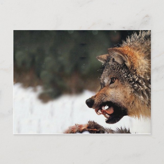 Cartão Postal Lobo (Frente)
