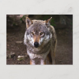 Cartão Postal Lobo