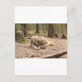 Cartão Postal Lobo Animal Paz Amor Natureza Selvagem