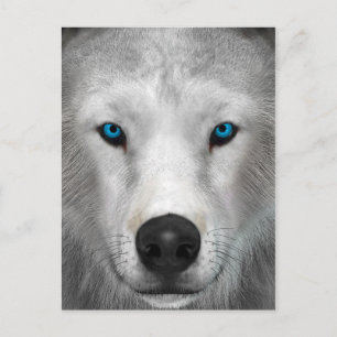 Cartão Postal Lobo Ártico