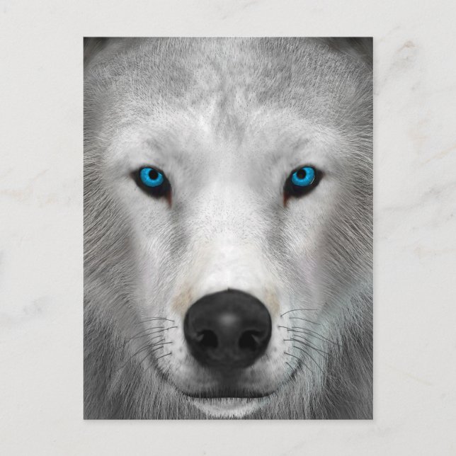Cartão Postal Lobo Ártico (Frente)