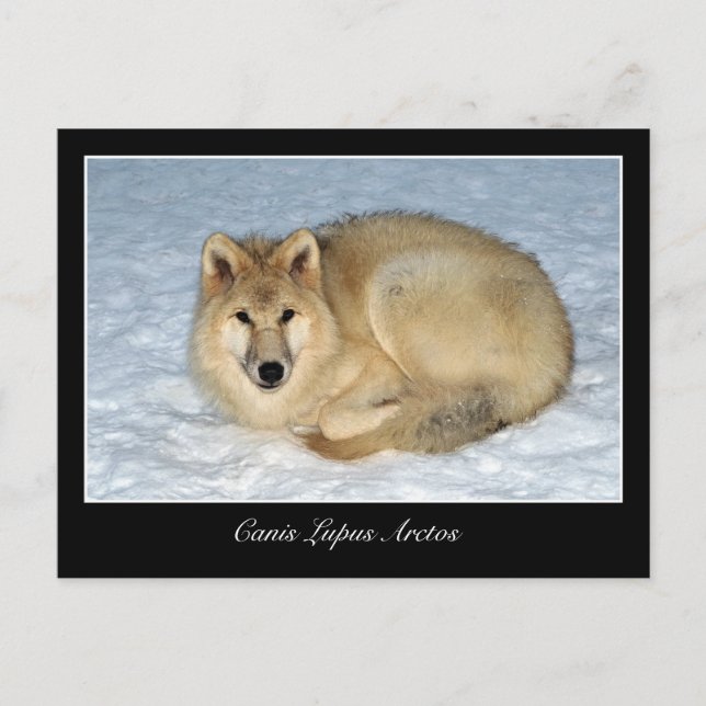 Cartão Postal Lobo Ártico Fotográfico (Lobo Polar, Lobo Branco) (Frente)