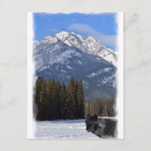 Cartão Postal Lobo Banff no inverno com Cascade Mt