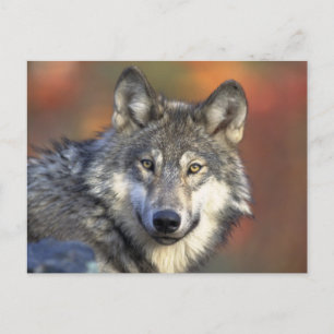 Cartão Postal Lobo Bonito