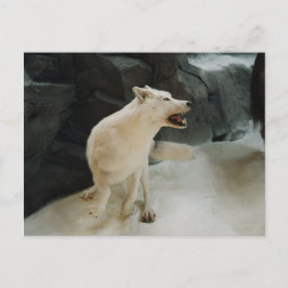 Cartão Postal Lobo Branco