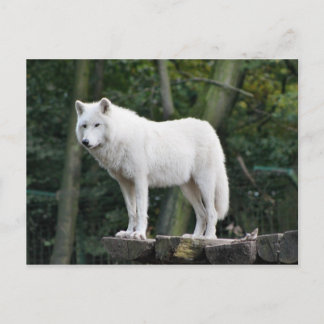 Cartão Postal Lobo Branco Selvagem