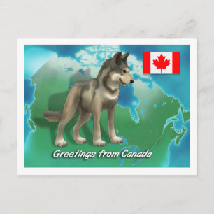 Cartão Postal Lobo Canadiano