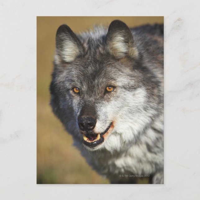 Cartão Postal Lobo (Canis Lupus) (Frente)