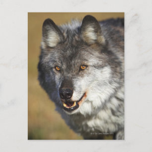 Cartão Postal Lobo (Canis Lupus)