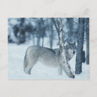 Lobo (Canis lupus) durante o inverno