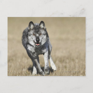 Cartão Postal Lobo (Canis Lupus) Em Direção à Câmera
