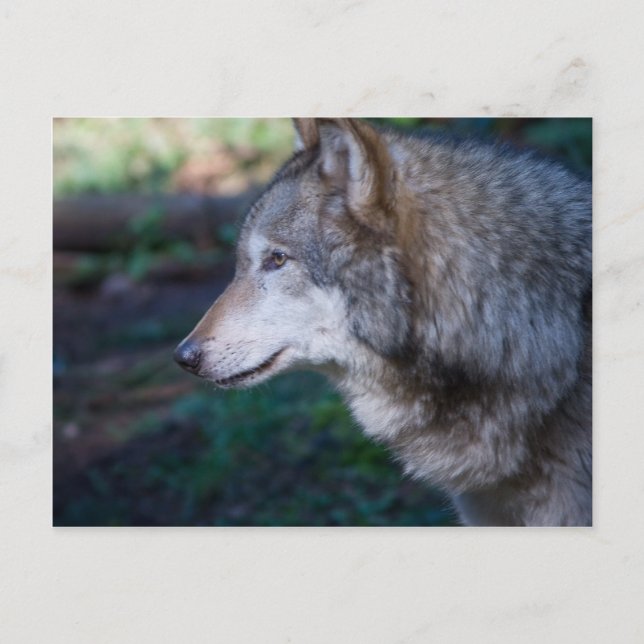 Cartão Postal lobo cinza (Frente)