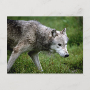 Cartão Postal lobo-cinza, lobo