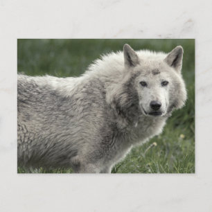 Cartão Postal Lobo cinzento
