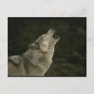 Cartão Postal Lobo Cinzento