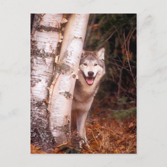 Cartão Postal Lobo Cinzento Atrás de uma Árvore (Frente)