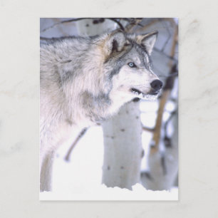 Cartão Postal Lobo Cinzento, Canis lupus, Animal de Filme (Utah)