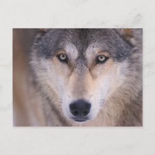 Cartão Postal lobo cinzento, Canis lupus, close-up dos olhos