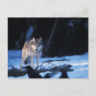 Cartão Postal lobo cinzento, Canis lupus, nos contrafortes