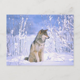 Cartão Postal Lobo Cinzento sentado na Neve, Canis lupus,