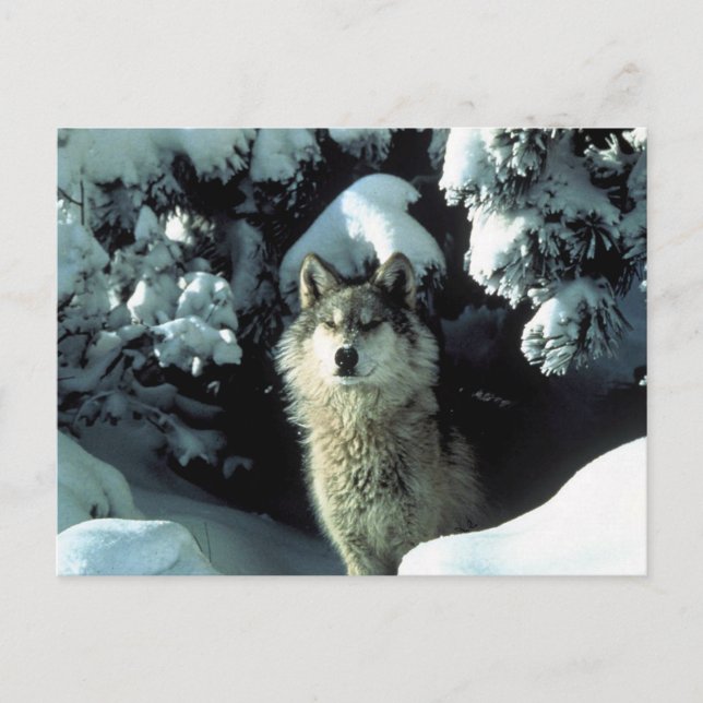 Cartão Postal Lobo de Madeira Norte-Americano em Neve (Frente)