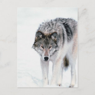 Cartão Postal Lobo de Prowling