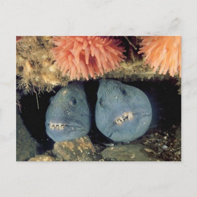 Cartão Postal Lobo-do-atlântico (Frente)