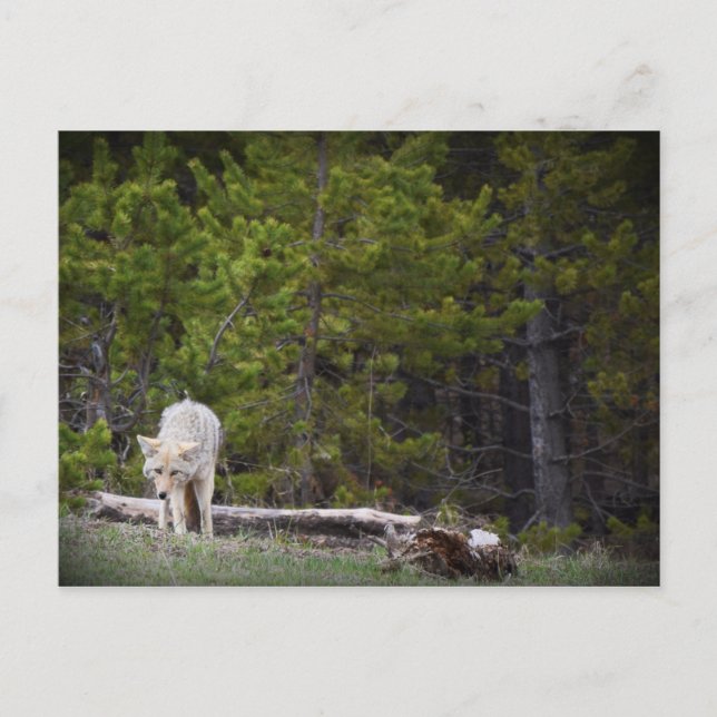 Cartão Postal Lobo em Yellowstone (Frente)