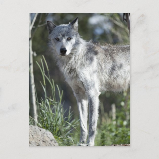 Cartão Postal Lobo em Yellowstone (Frente)
