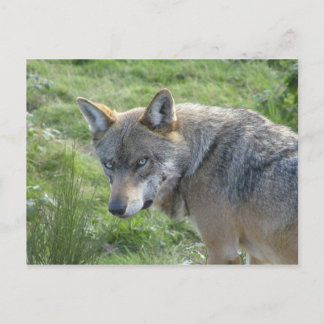 Cartão Postal Lobo Europeu