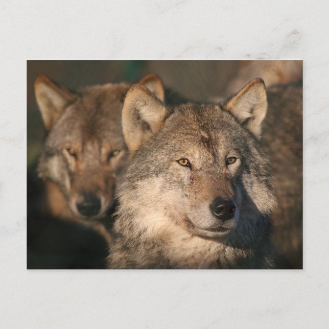 Cartão Postal lobo europeu (Frente)