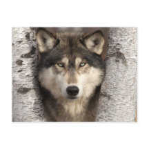 Lobo-madeira de Jim Zuckerman