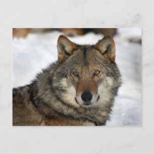 Cartão Postal lobo na neve