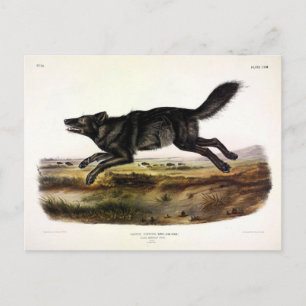 Cartão Postal Lobo Negro, ou Lobo Americano Negro (Canis Lupus)