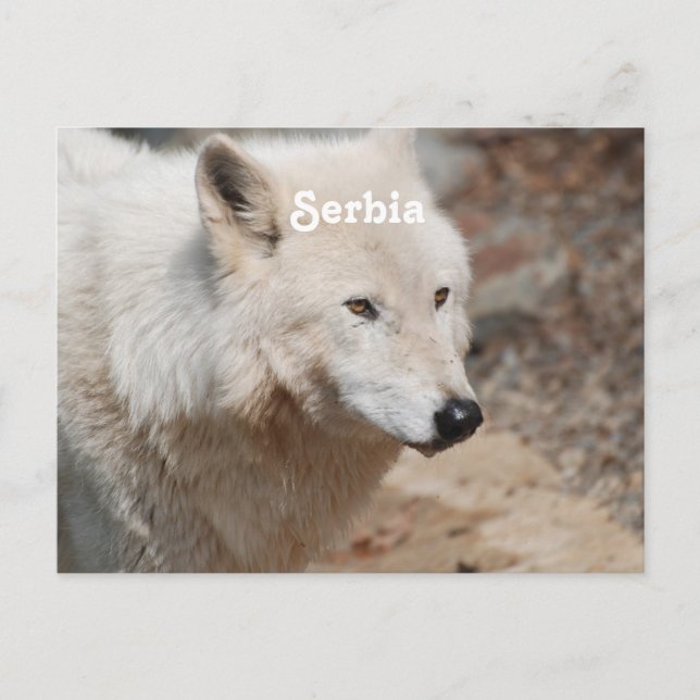 Cartão Postal Lobo Sérvio (Frente)