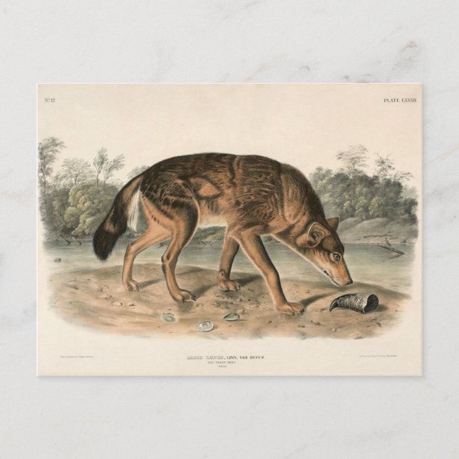 Cartão Postal Lobo Texano Vermelho (Canis lupus) da América do N (Frente)