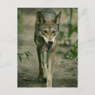 Cartão Postal Lobo Vermelho