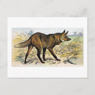 Cartão Postal Lobo Vermelho