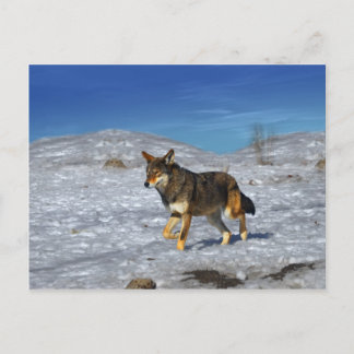 Cartão Postal Lobo Vermelho fevereiro de 2011