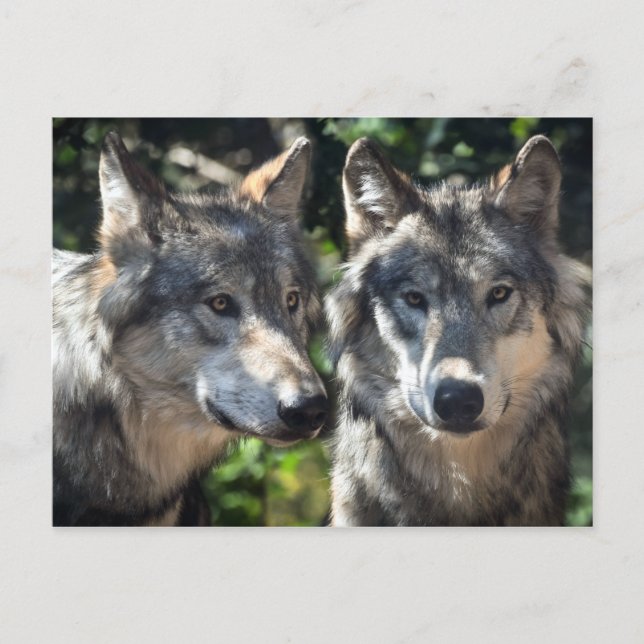 Cartão Postal Lobos cinzas na Natureza (Frente)