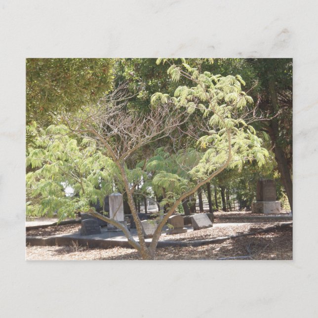 Cartão Postal Local de repouso (Frente)