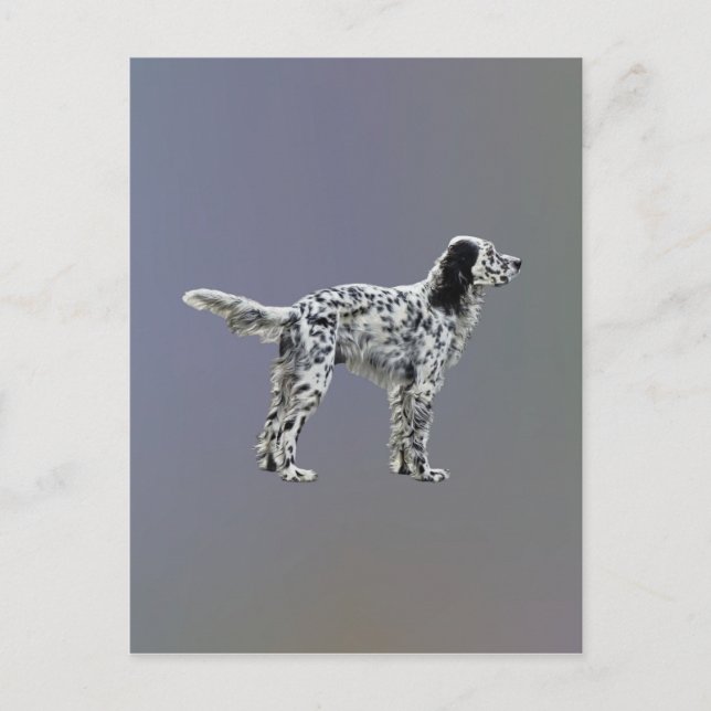 Cartão Postal Loewellin Setter (Frente)