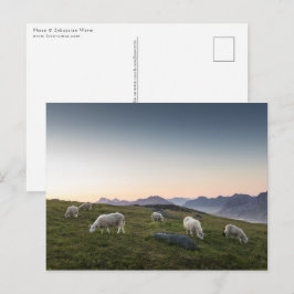 Cartão Postal Lofoten Islands Sheep Landscape Photo