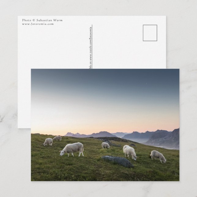 Cartão Postal Lofoten Islands Sheep Landscape Photo (Frente/Verso)
