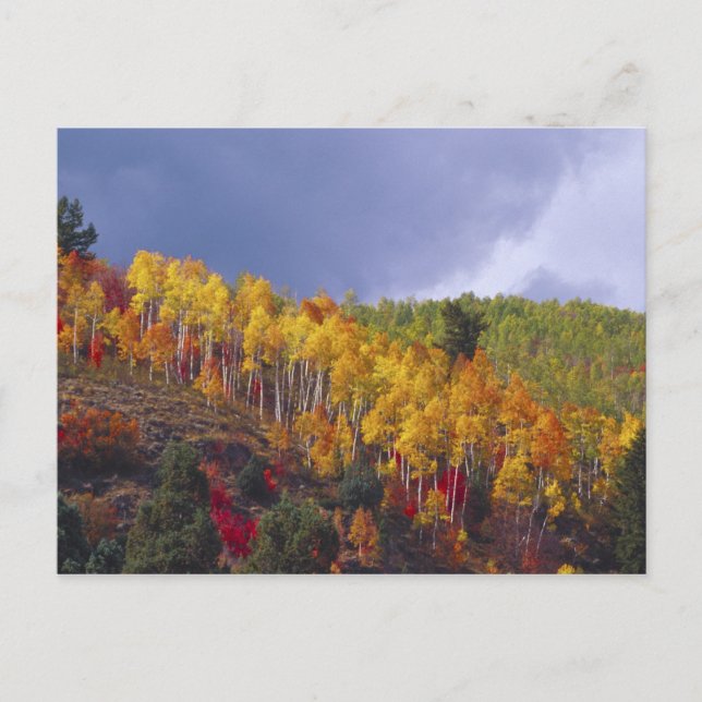 Cartão Postal Logan Canyon in Utah in autumn with passing (Frente)