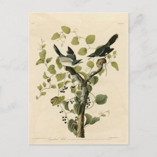 Cartão Postal Loggerhead Shrike das Aves da América de Audubon